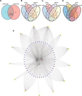 Comprehensive Analysis of RNA-Seq in Endometriosis Reveals Competing Endogenous RNA Network Composed of circRNA, lncRNA and mRNA